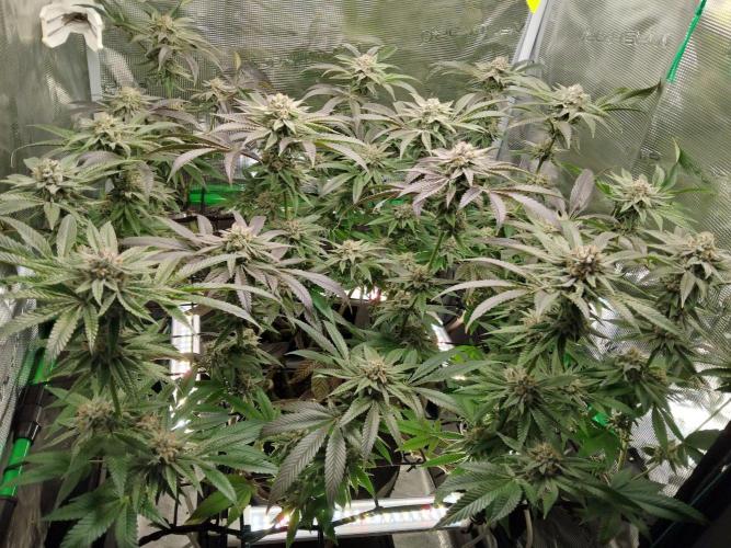 Organi-Matrix : Project "Phoenix Effect". Week 6 - Apple Betty