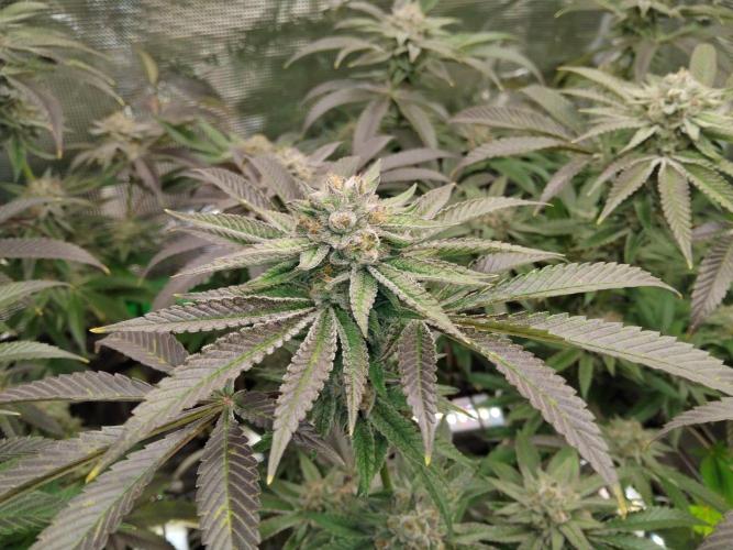 Organi-Matrix : Project "Phoenix Effect". Week 6 - Apple Betty