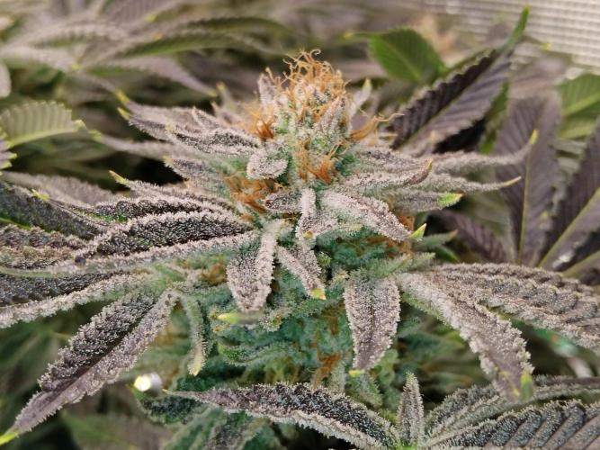 Organi-Matrix : Project "Phoenix Effect". Week 6 - Orange Cream Pop