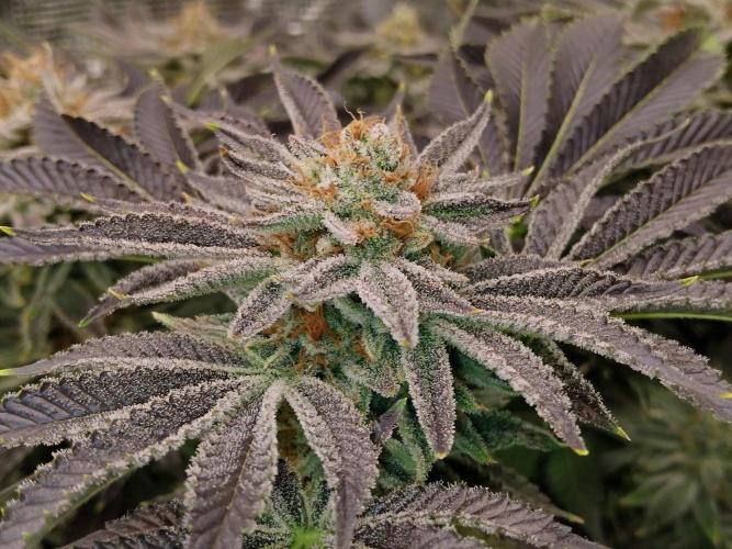 Organi-Matrix : Project "Phoenix Effect". Week 6 - Orange Cream Pop