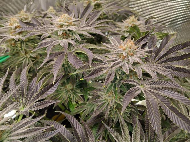 Organi-Matrix : Project "Phoenix Effect". Week 6 - Orange Cream Pop