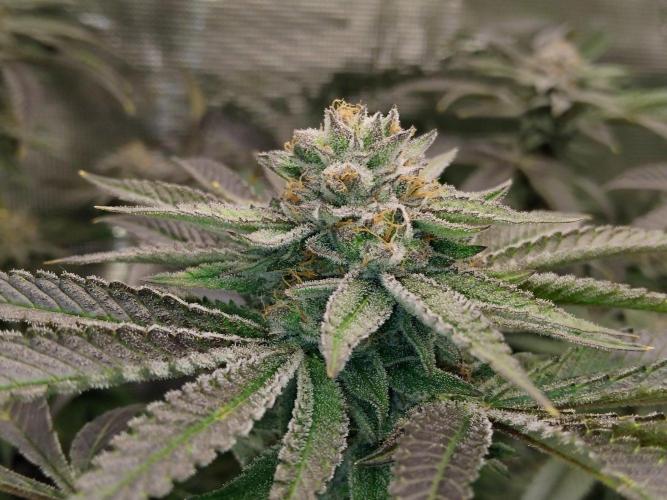 Organi-Matrix : Project "Phoenix Effect". Week 6 - Apple Betty