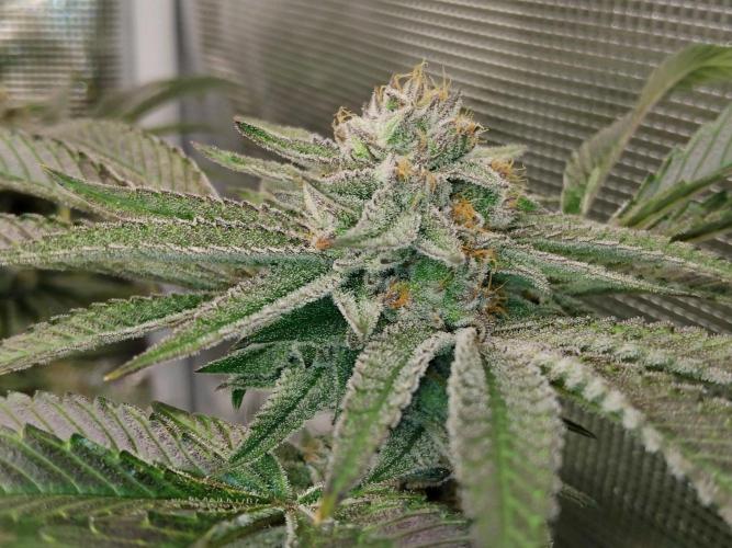 Organi-Matrix : Project "Phoenix Effect". Week 6 - Apple Betty