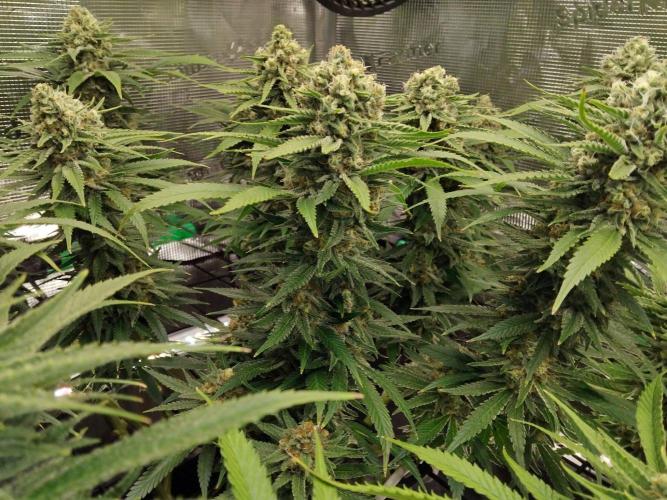 Organi-Matrix : Project "Phoenix Effect". Week 7 - Mandarin Thuggee