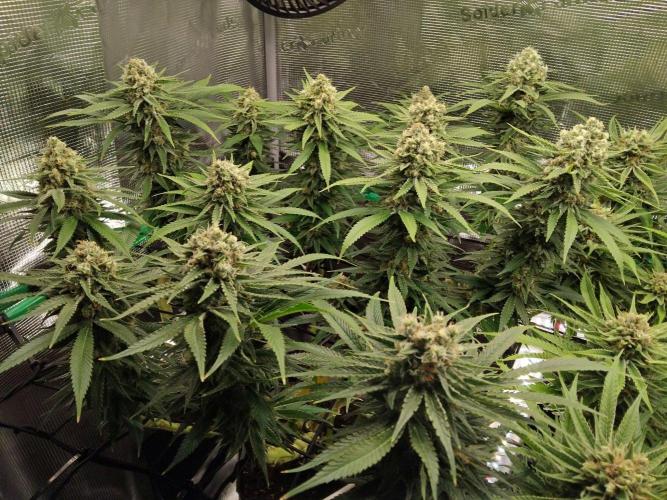 Organi-Matrix : Project "Phoenix Effect". Week 7 - Mandarin Thuggee