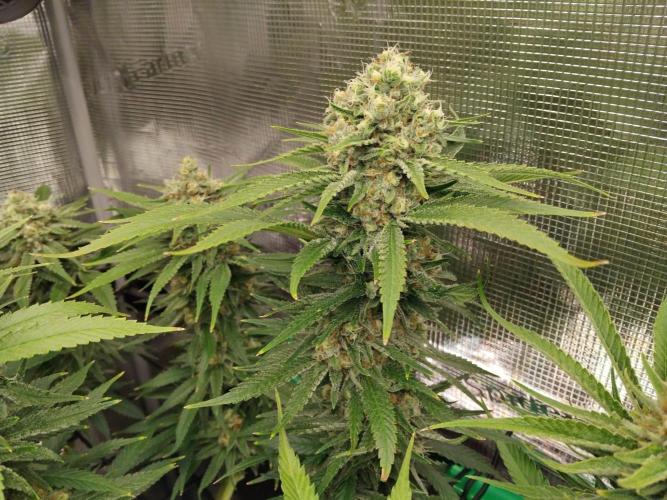 Organi-Matrix : Project "Phoenix Effect". Week 7 - Mandarin Thuggee