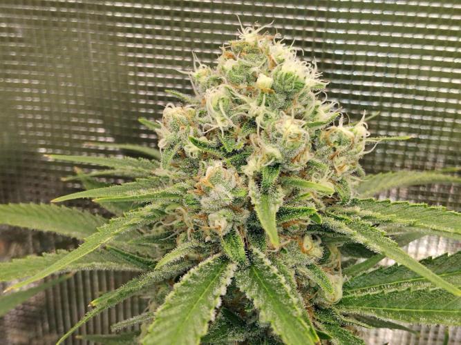 Organi-Matrix : Project "Phoenix Effect". Week 7 - Mandarin Thuggee