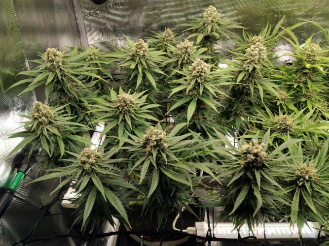 Organi-Matrix : Project "Phoenix Effect". Week 7 - Mandarin Thuggee