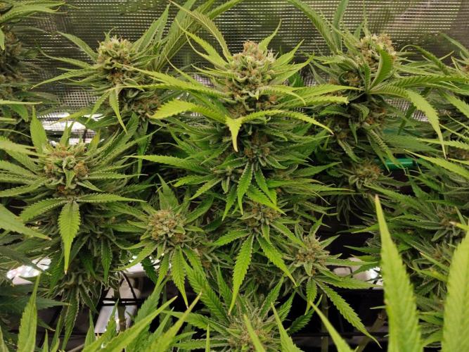 Organi-Matrix : Project "Phoenix Effect". Week 7 - Blackberry Moonrocks