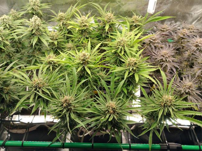Organi-Matrix : Project "Phoenix Effect". Week 7 - Blackberry Moonrocks
