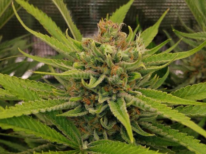 Organi-Matrix : Project "Phoenix Effect". Week 7 - Blackberry Moonrocks