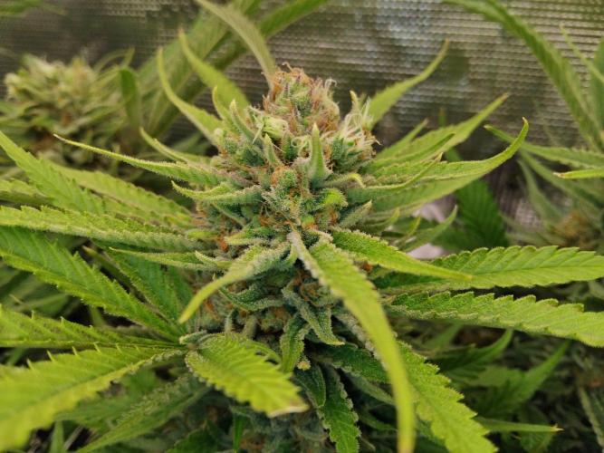 Organi-Matrix : Project "Phoenix Effect". Week 7 - Blackberry Moonrocks