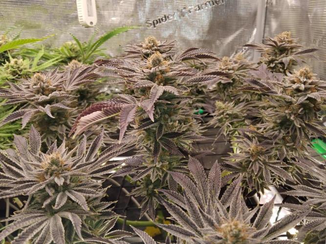 Organi-Matrix : Project "Phoenix Effect". Week 7 - Orange Cream Pop