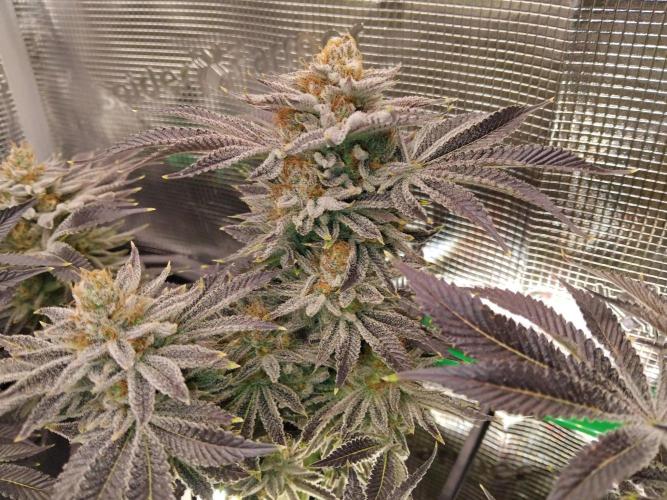 Organi-Matrix : Project "Phoenix Effect". Week 7 - Orange Cream Pop