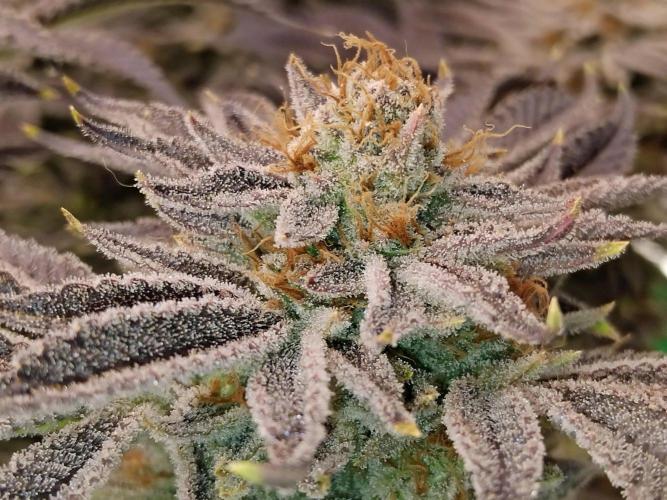 Organi-Matrix : Project "Phoenix Effect". Week 7 - Orange Cream Pop