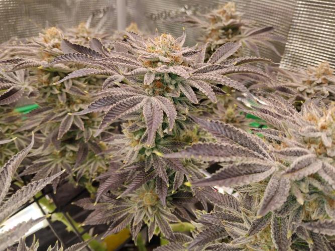 Organi-Matrix : Project "Phoenix Effect". Week 7 - Orange Cream Pop