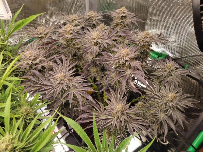 Organi-Matrix : Project "Phoenix Effect". Week 7 - Orange Cream Pop
