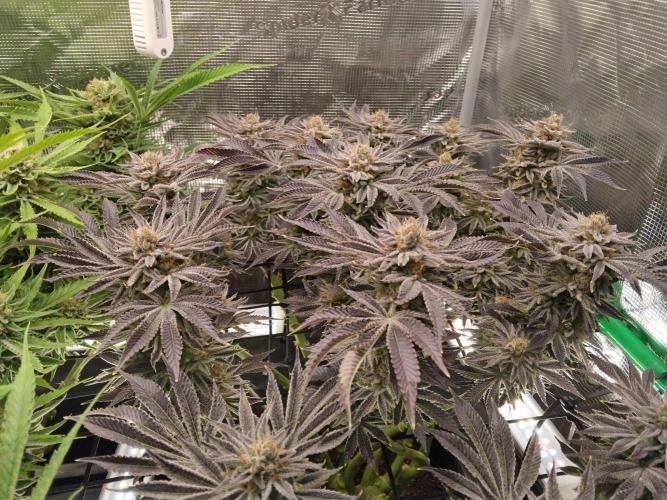 Organi-Matrix : Project "Phoenix Effect". Week 7 - Orange Cream Pop