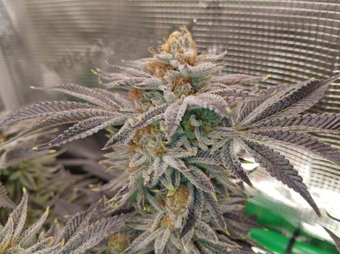 Organi-Matrix : Project "Phoenix Effect". Week 7 - Orange Cream Pop