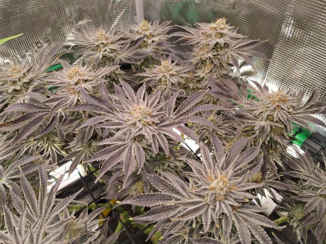 Organi-Matrix : Project "Phoenix Effect". Week 7 - Orange Cream Pop