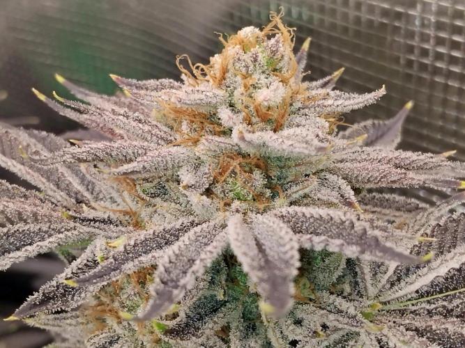 Organi-Matrix : Project "Phoenix Effect". Week 7 - Orange Cream Pop