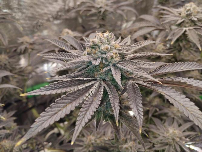 Organi-Matrix : Project "Phoenix Effect". Week 7 - Apple Betty