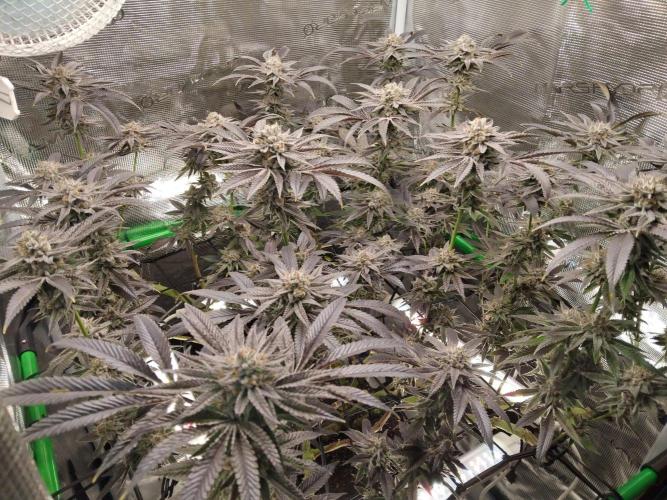 Organi-Matrix : Project "Phoenix Effect". Week 7 - Apple Betty