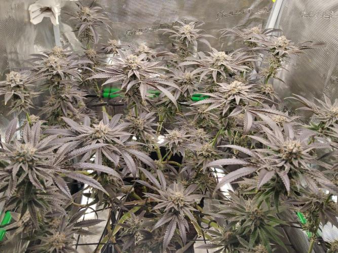 Organi-Matrix : Project "Phoenix Effect". Week 7 - Apple Betty