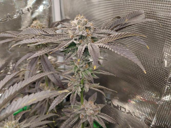 Organi-Matrix : Project "Phoenix Effect". Week 7 - Apple Betty