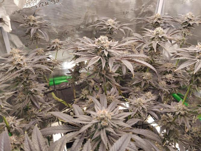 Organi-Matrix : Project "Phoenix Effect". Week 7 - Apple Betty