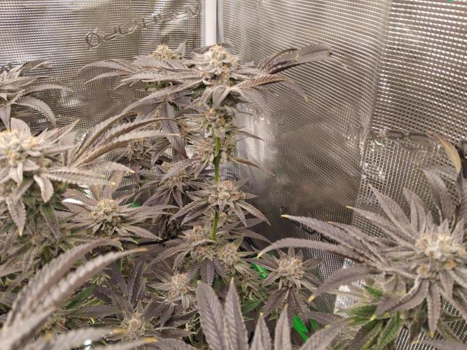 Organi-Matrix : Project "Phoenix Effect". Week 7 - Apple Betty