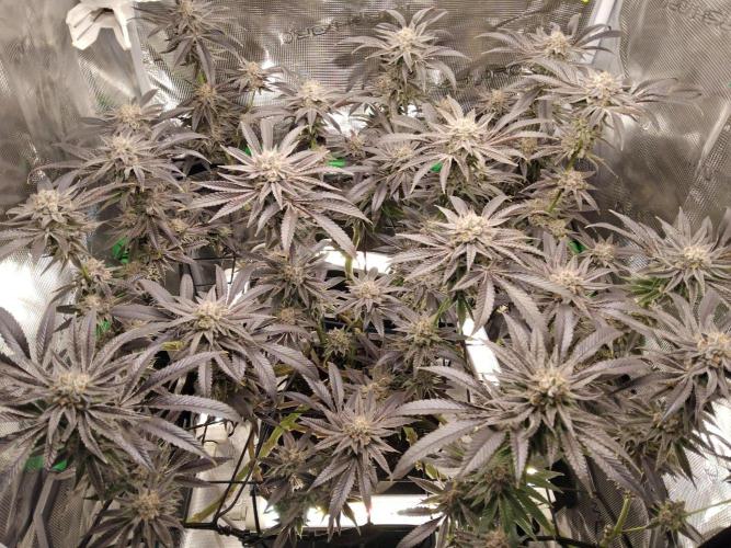 Organi-Matrix : Project "Phoenix Effect". Week 7 - Apple Betty