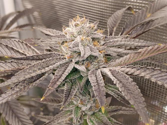 Organi-Matrix : Project "Phoenix Effect". Week 7 - Apple Betty