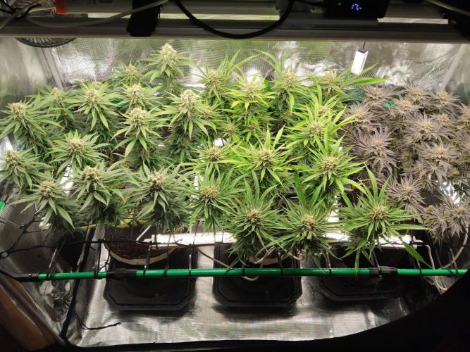 Organi-Matrix : Project "Phoenix Effect". Week 7