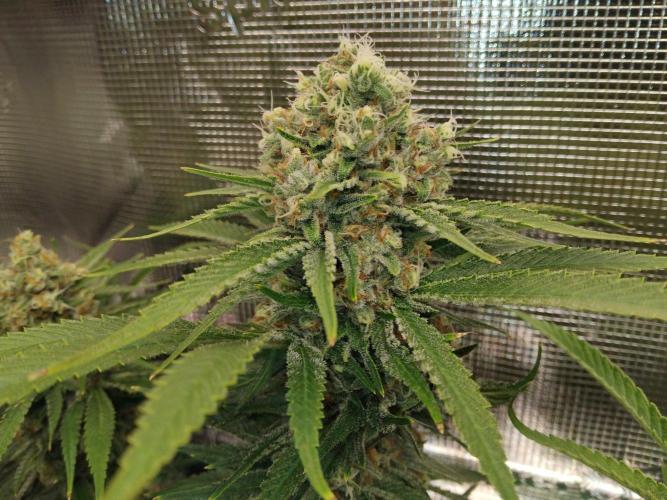 Organi-Matrix : Project "Phoenix Effect". Week 8