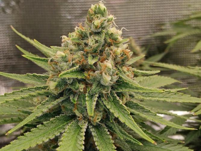 Organi-Matrix : Project "Phoenix Effect". Week 8