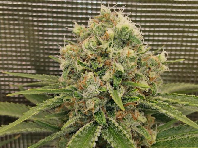 Organi-Matrix : Project "Phoenix Effect". Week 8