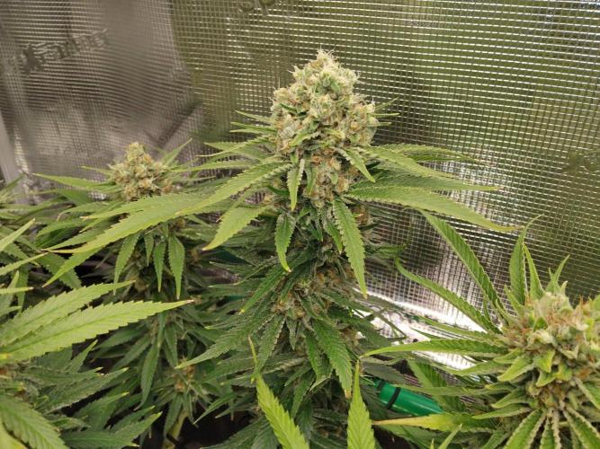 Organi-Matrix : Project "Phoenix Effect". Week 8