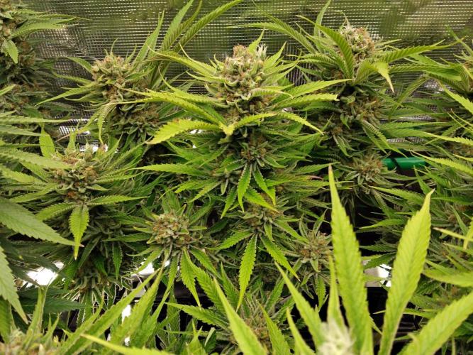 Organi-Matrix : Project "Phoenix Effect". Week 8