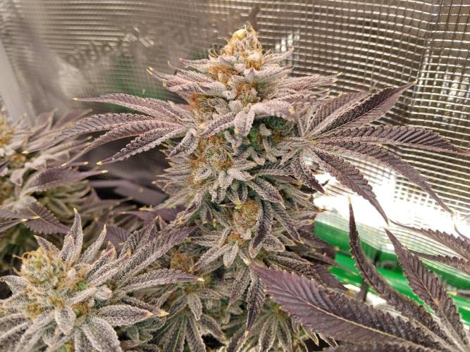 Organi-Matrix : Project "Phoenix Effect". Week 8