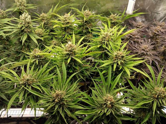 Organi-Matrix : Project "Phoenix Effect". Week 8