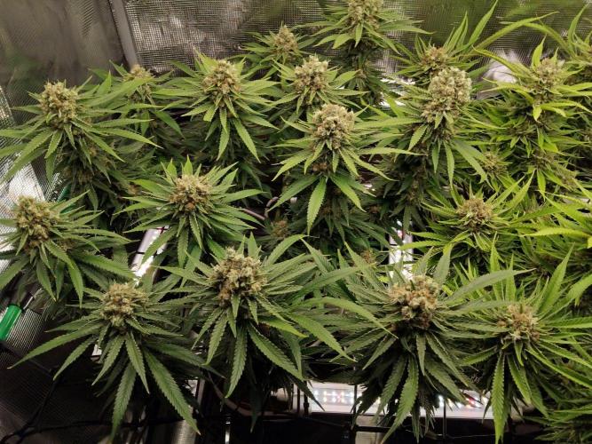 Organi-Matrix : Project "Phoenix Effect". Week 8