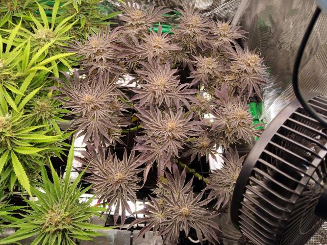 Organi-Matrix : Project "Phoenix Effect". Week 8