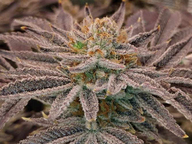 Organi-Matrix : Project "Phoenix Effect". Week 8