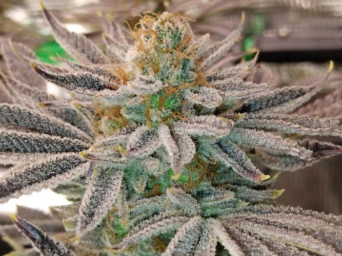 Organi-Matrix : Project "Phoenix Effect". Week 8
