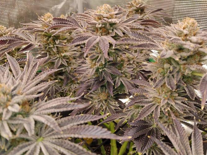 Organi-Matrix : Project "Phoenix Effect". Week 8