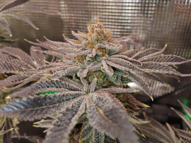 Organi-Matrix : Project "Phoenix Effect". Week 8