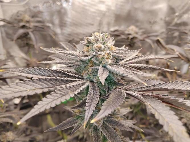 Organi-Matrix : Project "Phoenix Effect". Week 8