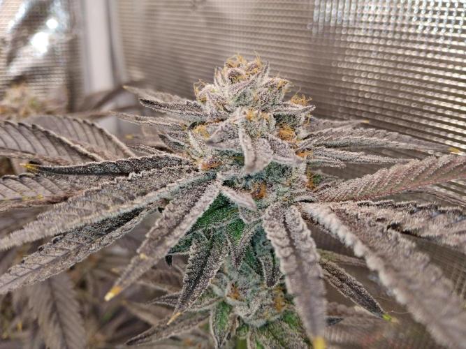 Organi-Matrix : Project "Phoenix Effect". Week 8