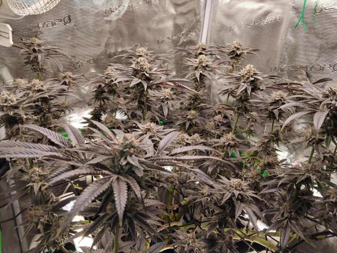 Organi-Matrix : Project "Phoenix Effect". Week 8